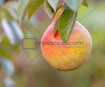 Ripe pears on a tree branch
