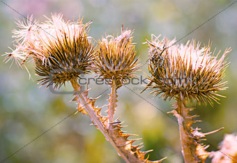 Close up of purple thistles in summer