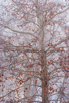 tree in the fog with yellow leaves on the branches