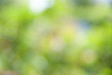 yellow green bokeh abstract light background