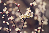 Spring blossom apricot