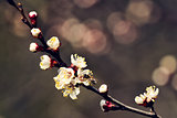 Spring blossom apricot