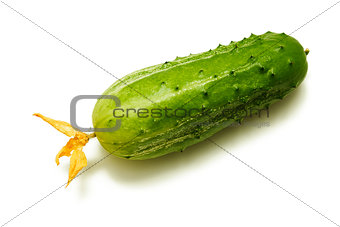 cucumber with a flower on a white background
