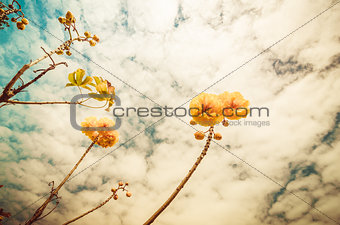 Yellow Silk Cotton or Cochlospermum regium