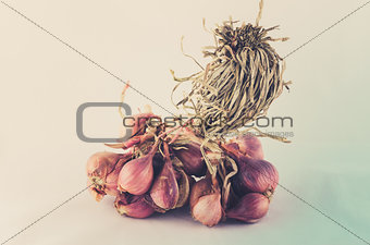Shallots in white background