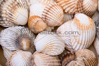 Heap textured sea shells