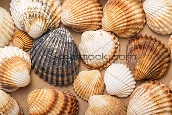 Heap textured sea shells