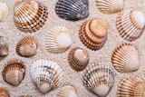 Sea shells with coral sand