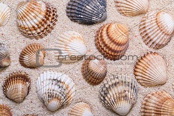 Sea shells with coral sand