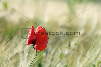 colorful uncultivated poppy