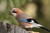 curious jay looking for food on a stump