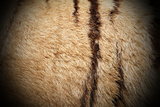 detail of real tiger fur