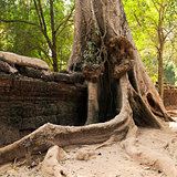Old wall and tree. Ta Prohm temple, Cambodia