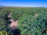 Lemon trees in the southern Spain