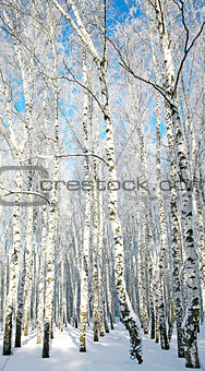Sunny winter birch forest