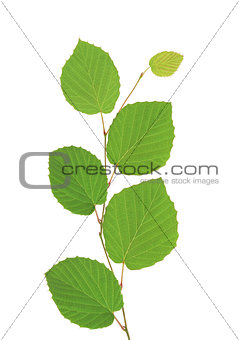 linden green leaves isolated on white background 