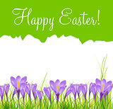 Happy Easter Card with Crocuses Vector Illustration