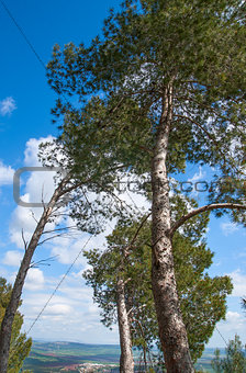 Tree canopy on the background the blue sky