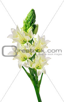 Beautiful white lily isolated on white background