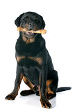 young rottweiler and bone