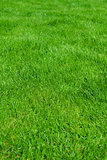 Clean Beautiful Background Green grass.