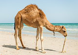 camel on the beach