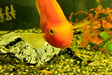 Tropical exotic fish underwater near the bottom