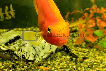 Tropical exotic fish underwater near the bottom