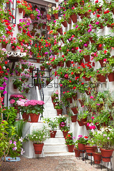 Flowerpots and Flowers on a white wall,  Old European Town
