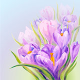 Crocuses. Spring flowers invitation template card
