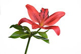 Single fresh red tiger lily on white