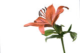Single fresh orange tiger lily on white