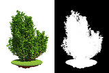 Isolated Spring Bush with Detail Raster Mask.