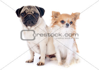 young pug and chihuahua