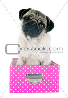 young pug in box