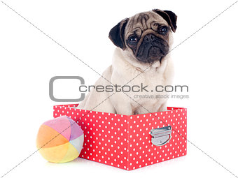 young pug in box