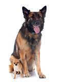 puppy chihuahua and german shepherd