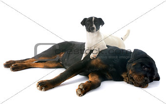 rottweiler and jack russel terrier