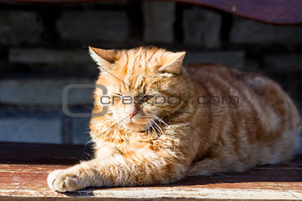 Red cat in the sun