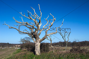 Dead Trees at Covehithe, Suffolk, England, Europe