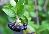 Black Chokeberries (Aronia)