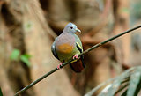 male Pink-necked Green-Pigeon (Treron vernans)