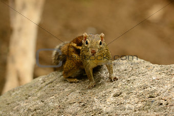 Indochinese Ground Squirrel (Menetes berdmorei)