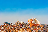 one seashell on a pebble beach on sea background
