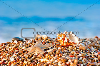 seashell and starfish on a pebble beach on sea background