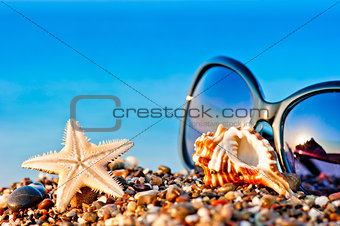 sunglasses and marine life on the beach