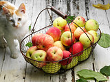 apple basket and cat