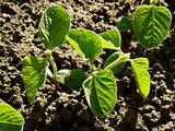 small soy plants