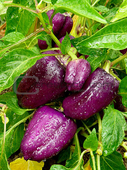purple sweet peppers
