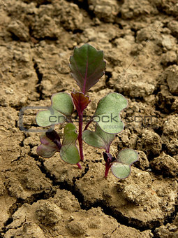 purple cabbage seedlings